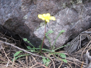 Anonyme, le 29 juin 2010 (Asco)