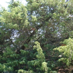 Photographie n°43470 du taxon Juniperus oxycedrus subsp. macrocarpa (Sm.) Ball [1878]