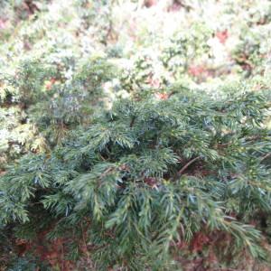 Photographie n°43475 du taxon Juniperus sibirica Lodd. ex Burgsd. [1787]