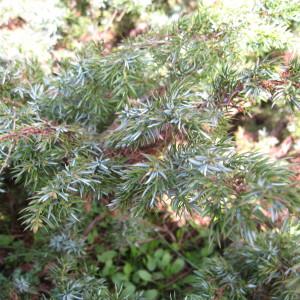 Photographie n°43476 du taxon Juniperus sibirica Lodd. ex Burgsd. [1787]