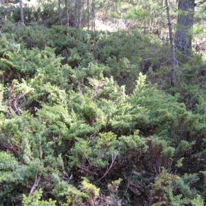 Photographie n°43477 du taxon Juniperus sibirica Lodd. ex Burgsd. [1787]