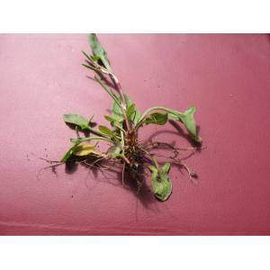 Acetosella vulgaris subsp. pyrenaica (Pourr. ex Lapeyr.) Á.Löve (Petite Oseille des Pyrénées)