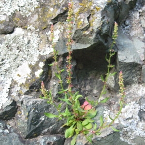 Photographie n°43482 du taxon Rumex bucephalophorus L. [1753]