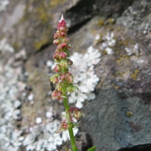 Photographie n°43484 du taxon Rumex bucephalophorus L. [1753]