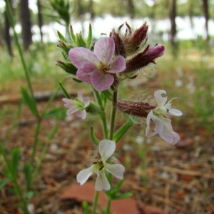 Photographie n°43488 du taxon Silene gallica L. [1753]