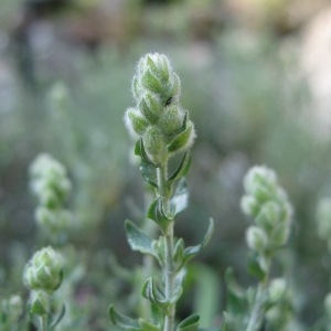 Photographie n°43498 du taxon Teucrium marum subsp. marum