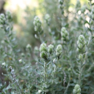 Photographie n°43499 du taxon Teucrium marum subsp. marum