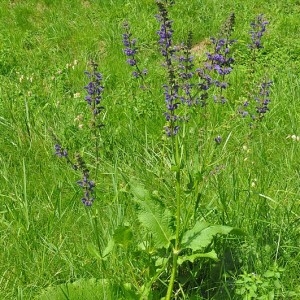 Photographie n°43503 du taxon Salvia pratensis L. [1753]