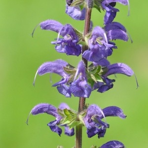 Photographie n°43505 du taxon Salvia pratensis L. [1753]