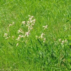 Photographie n°43506 du taxon Silene vulgaris (Moench) Garcke [1869]