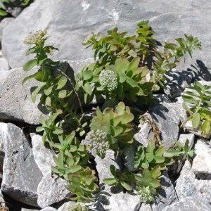 Photographie n°43516 du taxon Sedum anacampseros L. [1753]