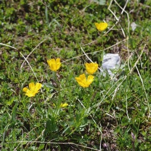 Photographie n°43521 du taxon Ranunculus montanus Willd. [1799]