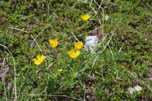 Jean-Luc Gorremans, le  4 août 2010 (Pralognan-la-Vanoise (Sentier de la cabane des gardes))