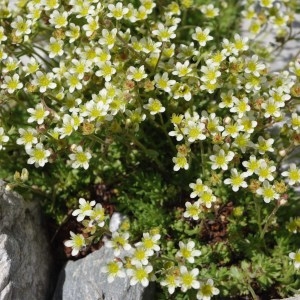 Photographie n°43522 du taxon Saxifraga exarata Vill. [1779]