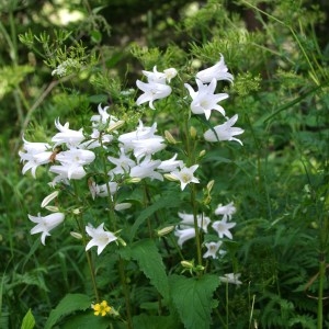 Photographie n°43525 du taxon Campanula rapunculoides L. [1753]