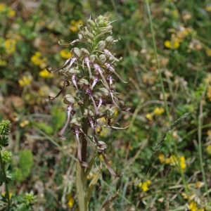 Photographie n°43528 du taxon Himantoglossum hircinum (L.) Spreng. [1826]