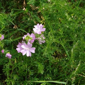 Photographie n°43532 du taxon Malva moschata L. [1753]