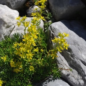 Photographie n°43536 du taxon Saxifraga aizoides L. [1753]