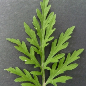 Photographie n°43544 du taxon Ambrosia artemisiifolia L. [1753]