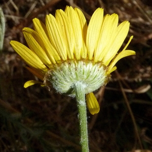 Photographie n°43546 du taxon Anthemis tinctoria L. [1753]