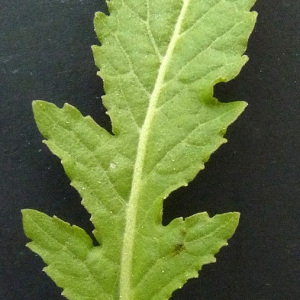 Photographie n°43559 du taxon Rorippa austriaca (Crantz) Besser [1821]