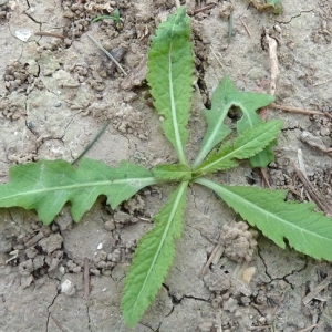 Photographie n°43560 du taxon Rorippa austriaca (Crantz) Besser [1821]
