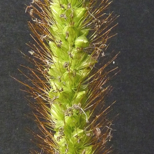 Photographie n°43561 du taxon Setaria pumila (Poir.) Roem. & Schult. [1817]