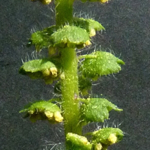 Photographie n°43565 du taxon Ambrosia artemisiifolia L. [1753]