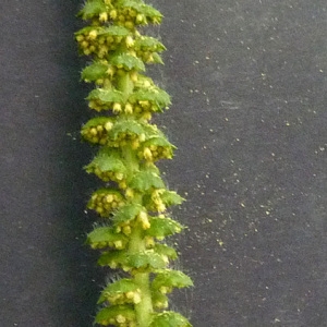 Photographie n°43566 du taxon Ambrosia artemisiifolia L. [1753]
