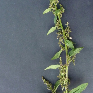 Photographie n°43570 du taxon Chenopodium polyspermum L. [1753]