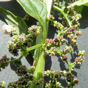 Photographie n°43571 du taxon Chenopodium polyspermum L. [1753]