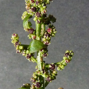 Photographie n°43572 du taxon Chenopodium polyspermum L. [1753]