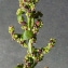  Bertrand BUI - Chenopodium polyspermum L. [1753]