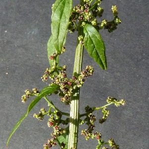 Photographie n°43573 du taxon Chenopodium polyspermum L. [1753]