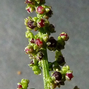 Chenopodium polyspermum L. (Chénopode à graines nombreuses)