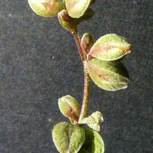 Photographie n°43582 du taxon Fallopia convolvulus (L.) Á.Löve [1970]