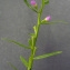  Bertrand BUI - Lythrum hyssopifolia L.