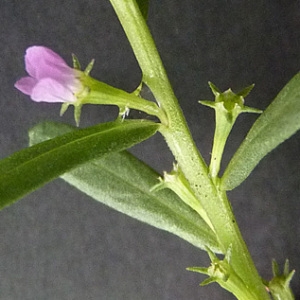 Photographie n°43586 du taxon Lythrum hyssopifolia L.