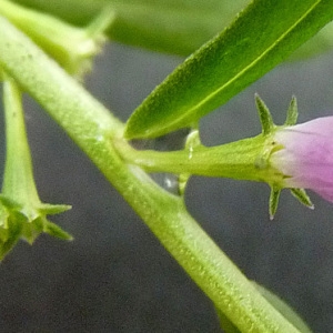 Photographie n°43587 du taxon Lythrum hyssopifolia L.