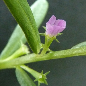 Photographie n°43588 du taxon Lythrum hyssopifolia L.