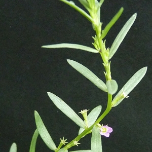 Photographie n°43589 du taxon Lythrum hyssopifolia L.