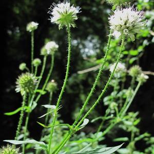 Photographie n°43599 du taxon Dipsacus pilosus L.