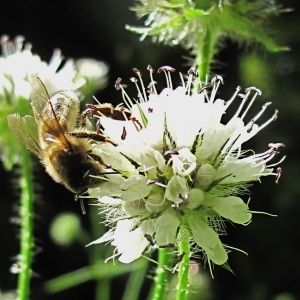 Photographie n°43600 du taxon Dipsacus pilosus L.