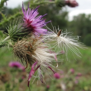 Photographie n°43603 du taxon Carduus crispus L.