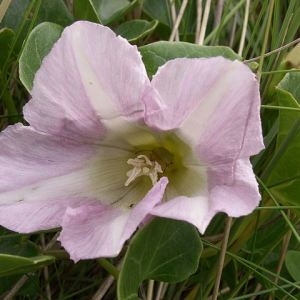 Photographie n°43611 du taxon Calystegia soldanella (L.) Roem. & Schult. [1819]