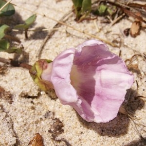 Photographie n°43613 du taxon Calystegia soldanella (L.) Roem. & Schult. [1819]