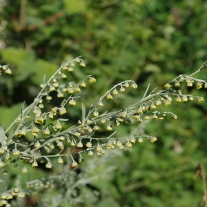 Photographie n°43616 du taxon Artemisia absinthium L. [1753]