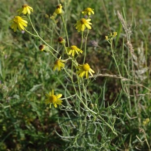 Photographie n°43619 du taxon Senecio inaequidens DC. [1838]