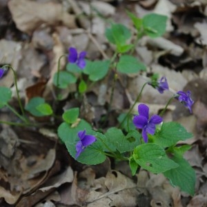 Photographie n°43624 du taxon Viola reichenbachiana Jord. ex Boreau [1857]