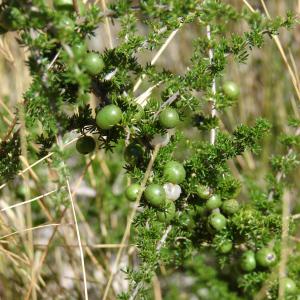 Photographie n°43630 du taxon Asparagus acutifolius L. [1753]